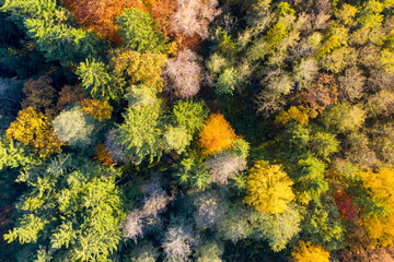 Luftaufnahme: Bayrischer Wald im Herbst