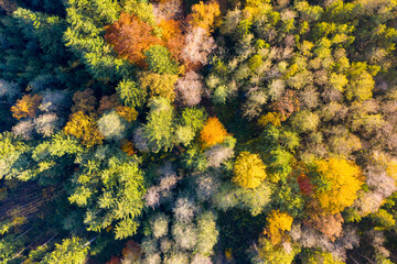 Luftaufnahme: Bayrischer Wald im Herbst