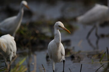 cattle egret are looking for food in the fields