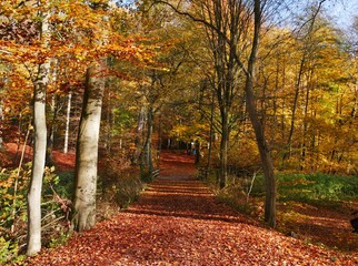 Weg durch den herbstlichen Sachsenwald