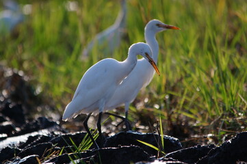 cattle egret are looking for food in the fields