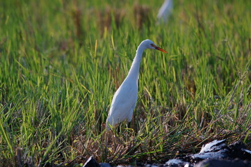 Obraz premium cattle egret are looking for food in the fields