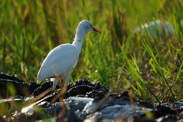 cattle egret are looking for food in the fields