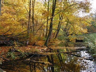 Fluss im herbstlichen Sachsenwald