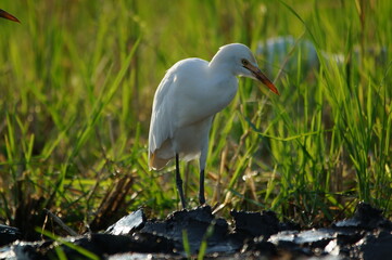 cattle egret are looking for food in the fields