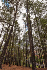 Small famous park of Ribeirao Preto called Pico da Unaerp.