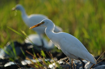 cattle egret are looking for food in the fields