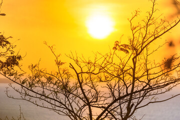 Fototapeta na wymiar Tree branches through sunset sun, summer sunset sea landscape