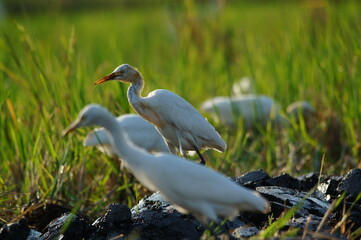 cattle egret are looking for food in the fields