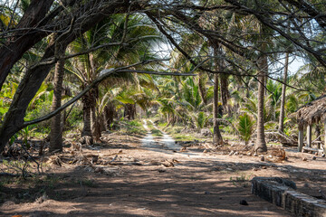 Tropic forest trail