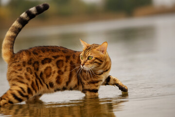 A bengal cat swims in the river.