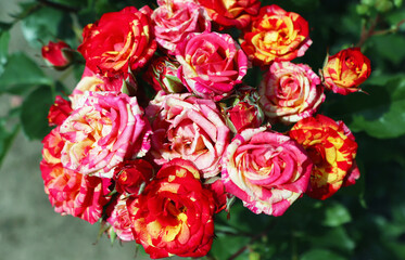 Bush bouquet of hybrid variety of melange roses