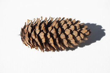 Piñón de pino mediterraneo