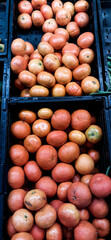 FRUTAS Y VERDURAS