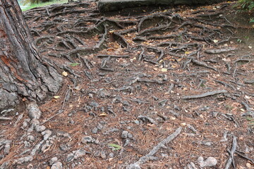 wood texture