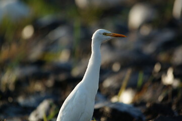 cattle egret are looking for food in the fields