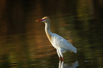 cattle egret are looking for food in rivers or lakes