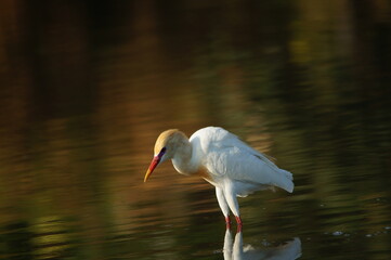 cattle egret are looking for food in rivers or lakes