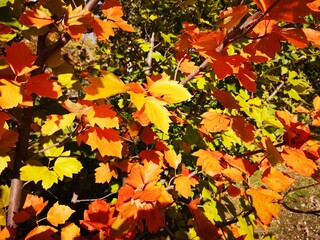 Hojas de árbol de otoño rojo y dorado brillante
