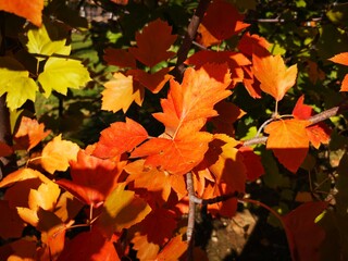 Hojas de árbol de otoño rojo y dorado brillante

