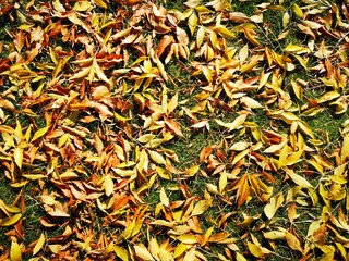 Hojas de oto&ntilde;o doradas y rojas que cubren el suelo.
