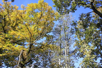 Arboles en otoño con las  hojas verdes y doradas. Fondo cielo azul
