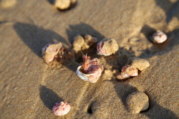 Hermit Crab on the sand
