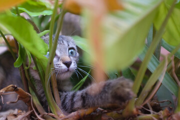 Stray kitten plays in the garden