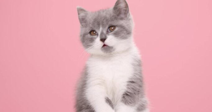 cute little grey and white cat is cleaning it self and it gets distracted, looks around and lock it nose  then walks away to side