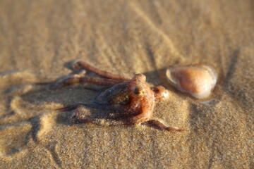 octopus on the sand