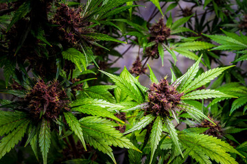 Blooming purple Kalini Asia Marijuana plant with Flowers, cannabis sativa leaves, marihuana -THC cannabis flower and marijuana plant