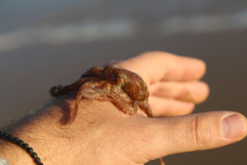 octopus on hand