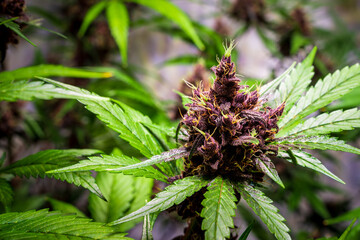 Close up of Blooming purple Kalini Asia Marijuana plant with Flowers, cannabis sativa leaves, marihuana -THC cannabis flower and marijuana plant