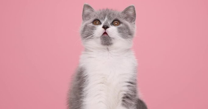 closeup of a little grey and white cat looking at something by turning its head  on pink background