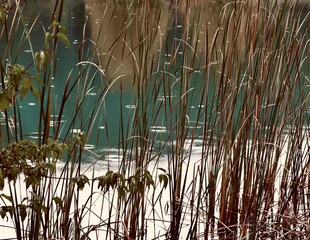 Obraz premium reeds in the water