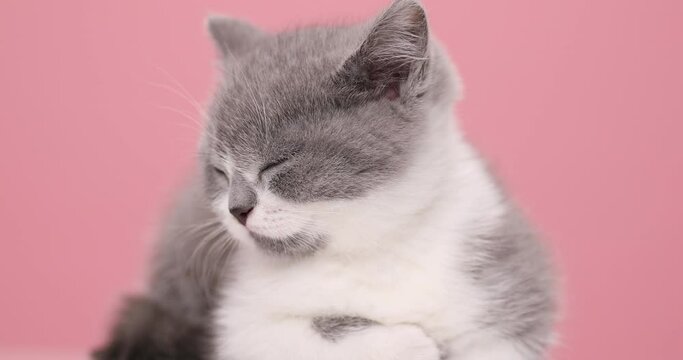 cute little grey and white cat is sleeping and wakes up, looks around , on pink background