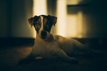 jack russell terrier