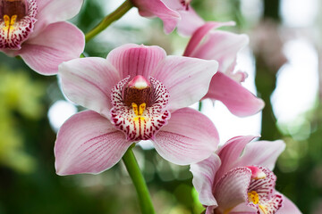 orchids Phalaenopsis in the Botanical garden spring