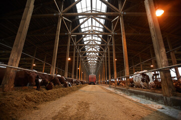Wide angle background image of industrial cowshed with cows in rows eating hay, copy space