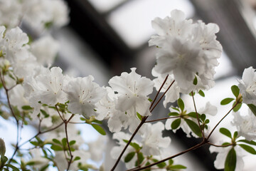 Blossom Rhododendron Azalea in botanical garden spring