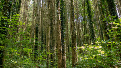 Fototapeta na wymiar Trees in a huge forest