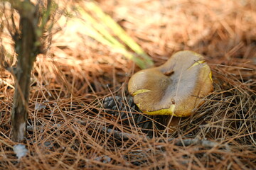Brown and yellow mushroom close up coming out among the pine needles.