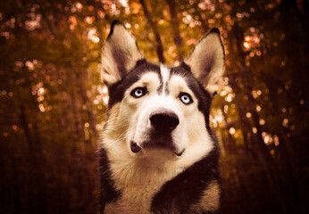 Husky siberiano posando