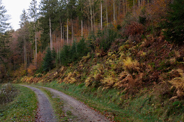 Autumn forest road, fern bushes, Schwartzwald, Germany