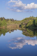 reflection of trees in water