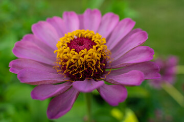 Bunte Blumen im Garten