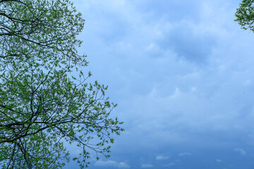 tree branches with young foliage against a contrasting blue cloudy sky