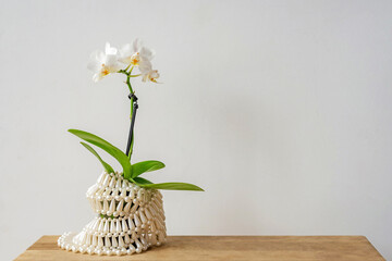 Amazing tropical blooming orchid plant in pot wrapped with white lacy fabric stands on wooden table near light wall with space for text in room close view.