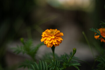 yellow flower in the garden