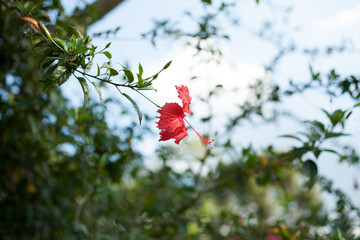 red flower in the wind